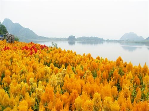 千色野花海之雞冠花