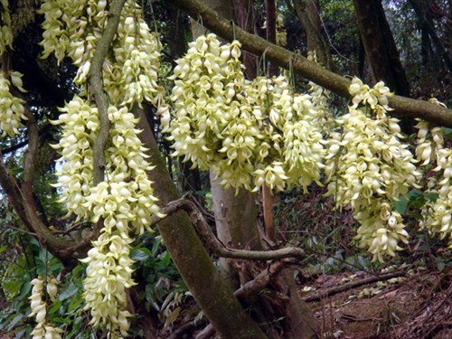 牛魚(yú)嘴禾雀花