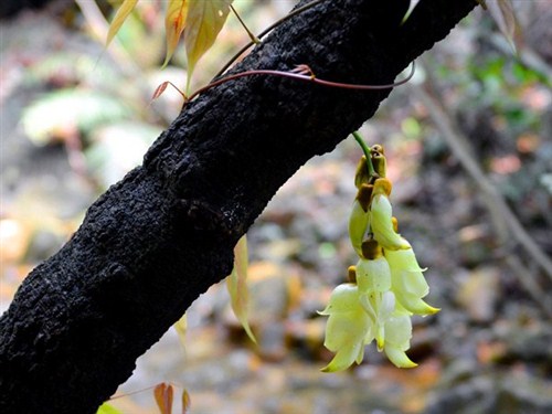 牛魚(yú)嘴禾雀花