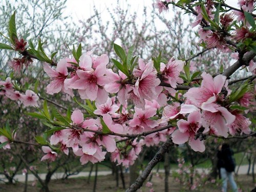 牛魚(yú)嘴桃花