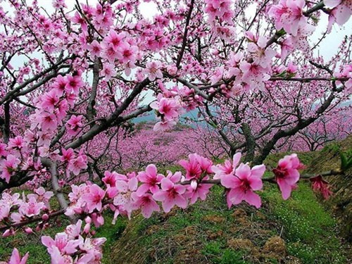 牛魚(yú)嘴桃花