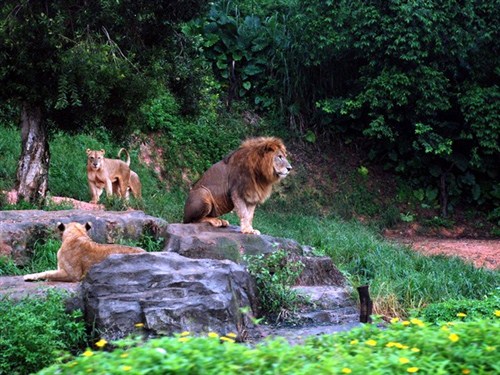 香江野生動物世界