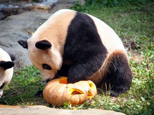 香江野生動物世界