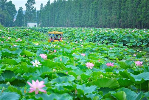 三水荷花世界