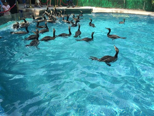 長隆飛鳥樂園3