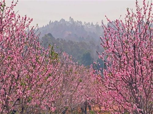 千畝桃花園_看圖王